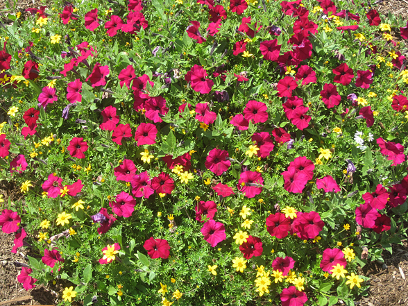 Annual Flower Trials At Bluegrass Lane, Horticulture Section, Cornell 