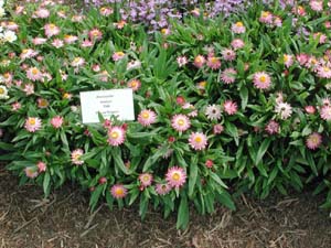 Bracteantha | Sundaze | Pink