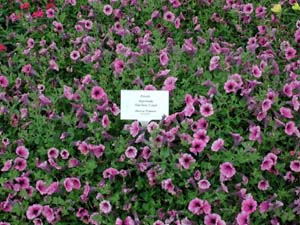 Petunia | Supertunia | Mini Rose Veined