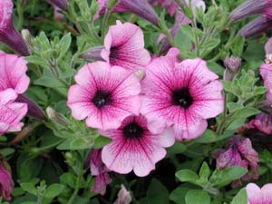 Petunia | Supertunia | Mini Rose Veined