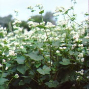 Buckwheat Cover Crop