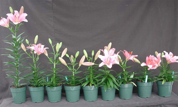 cultivar with pgr treatments