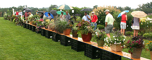 Floriculture field day participants view container contest entries at Bluegrass Lane.