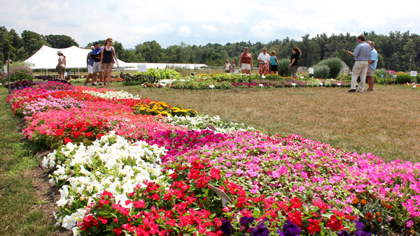 coleus bed