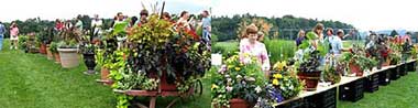 Cornell Floriculture Field Day participants check out the entries. 