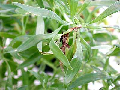 Alstroemeria - INSV (impatiens necrotic spot virus)