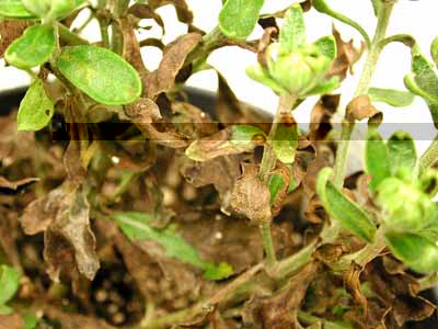 Garden mum - Rhizoctonia foliar blight