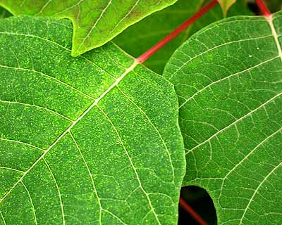 Poinsettia - Lewis mite injury (close up)