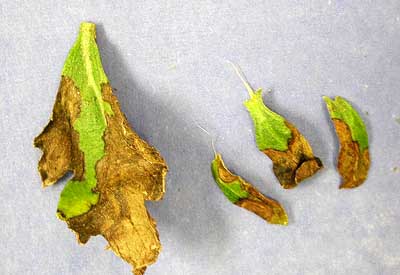 Garden mum - closeup of Rhizoctonia on leaves