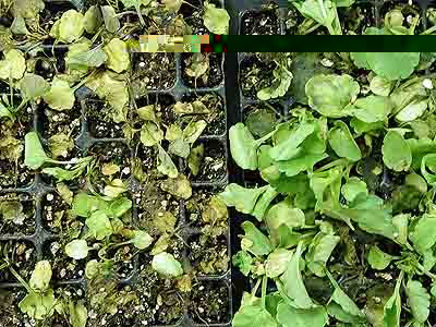 Pansy - Phytophthora crown rot