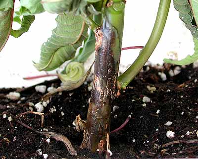 Poinsettia - Phytophthora crown rot