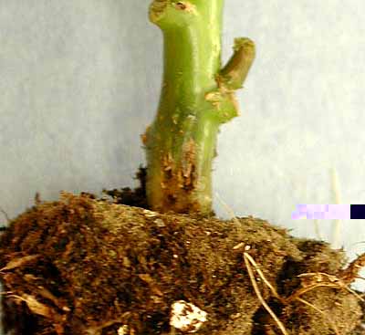 Poinsettia - fungus gnat injury at stem base