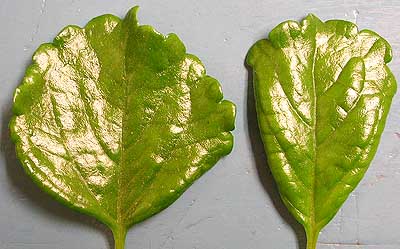 Swedish ivy - broad mite injury