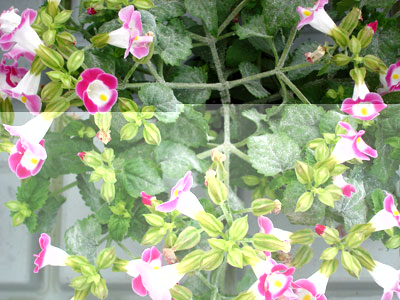 Downy mildew on 'Mammoth' Basil