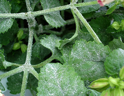 Downy mildew on 'Mammoth' Basil