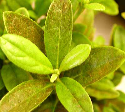 Azalea - broad mite injury