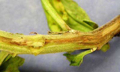 Chrysanthemum - Fusarium stem rot