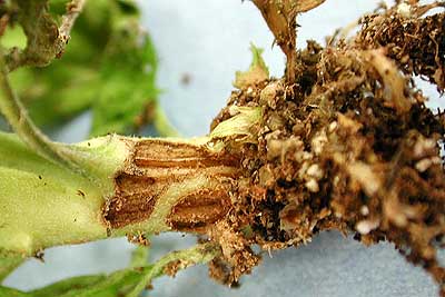 Chrysanthemum - injury at stem base due to celery leaftier
