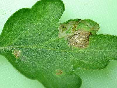 Chrysanthemum - leaf miner