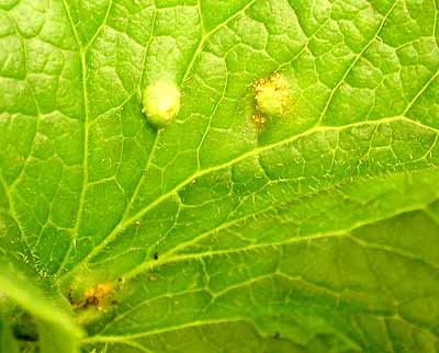 Cineraria - new rust disease