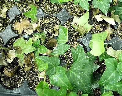 Ivy - Phytophthora crown rot 