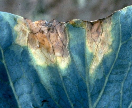 Black Rot On Cabbage And Other Crucifers | Vegetable Pathology – Long ...