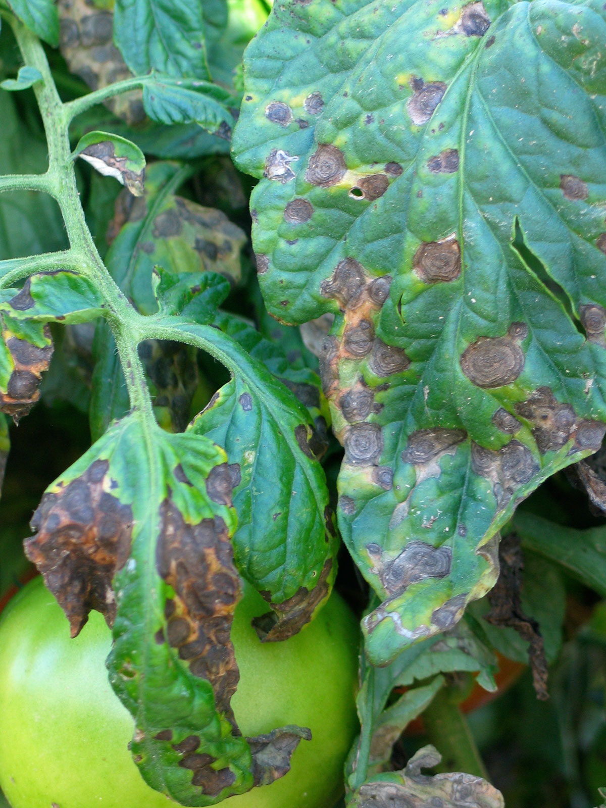 chlorothalonil fungicide tomato early blight