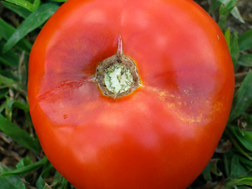 fire blight on tomatoes