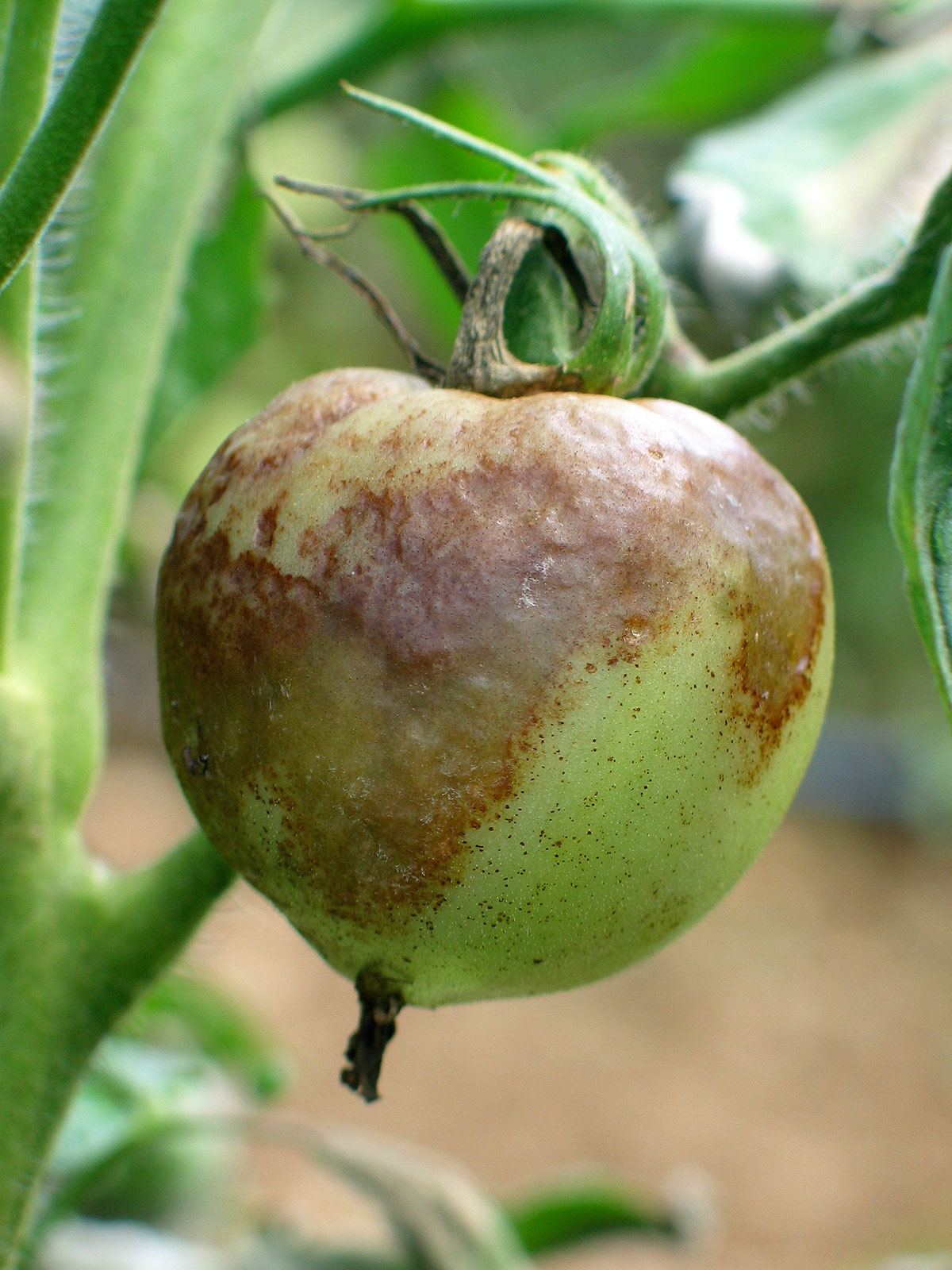 late blight tomatoes edible