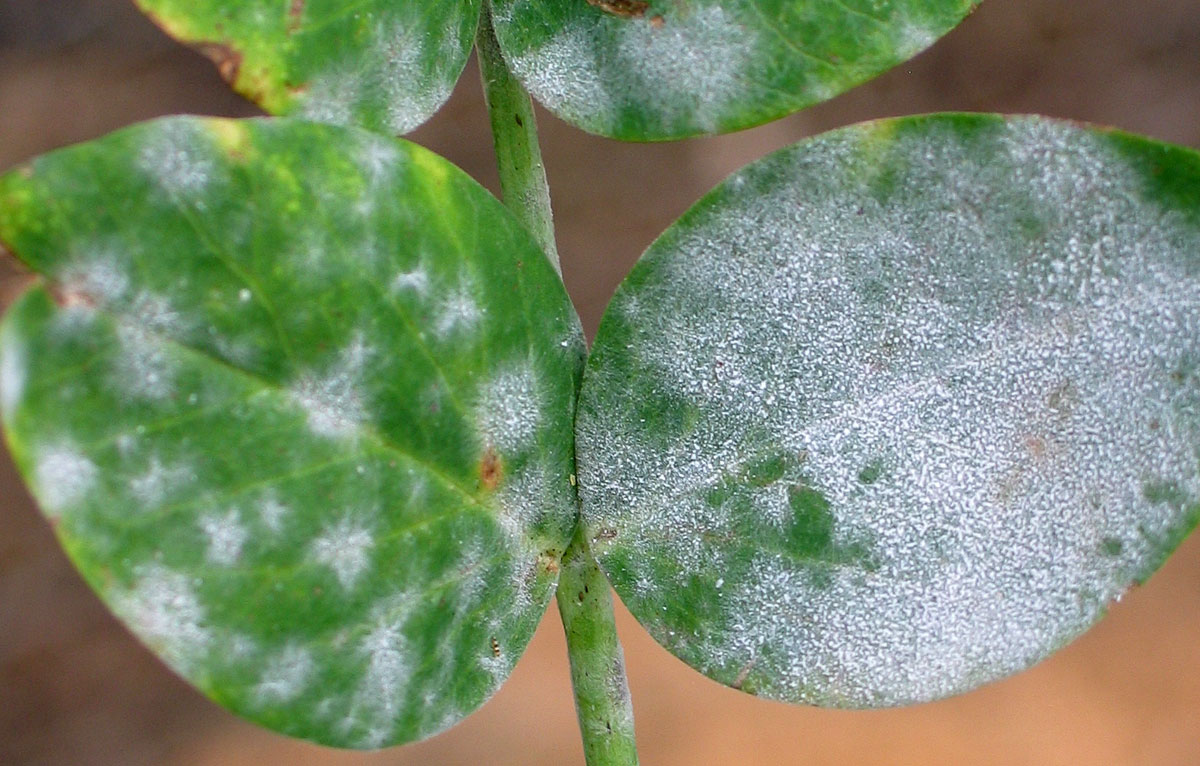 Powdery Mildew On Peas Vegetable Pathology Long Island 