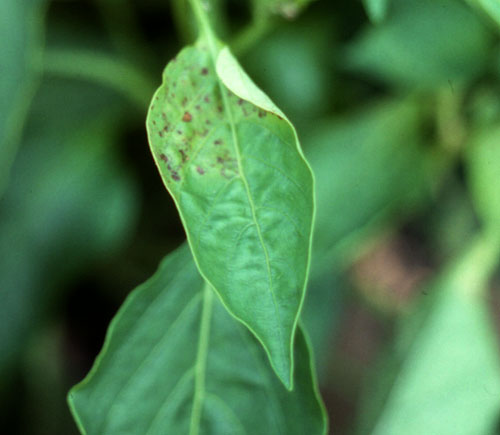 Tomato Spotted Wilt Virus (tswv) On Peppers