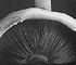 <i>Agaricus arvensis</i>