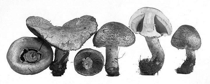 <i>Agaricus comtulus</i>