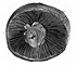 <i>Agaricus comtulus</i>