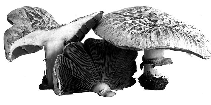 <i>Agaricus campestris var. Alaska</i>