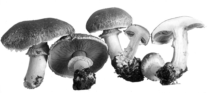 <i>Agaricus campestris var. Columbia a</i>