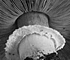 <i>Agaricus campestris var. Columbia a</i>