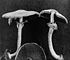 <i>Agaricus abruptus</i>