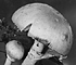 <i>Agaricus abruptus</i>