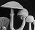 <i>Agaricus cretacellus</i>