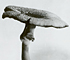 <i>Agaricus placomyces</i>
