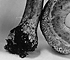 <i>Agaricus sp.</i>