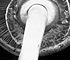 <i>Agaricus placomyces</i>