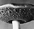 <i>Agaricus amygdalimus</i>