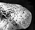 <i>Lentinus lepideus</i>