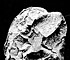 Silvery Scurf