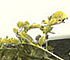 Yellow Dwarf