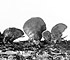 <i>Claudopus nidulans</i>
