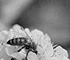 Stance of Bee