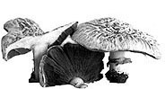 g.f. atkinson collection